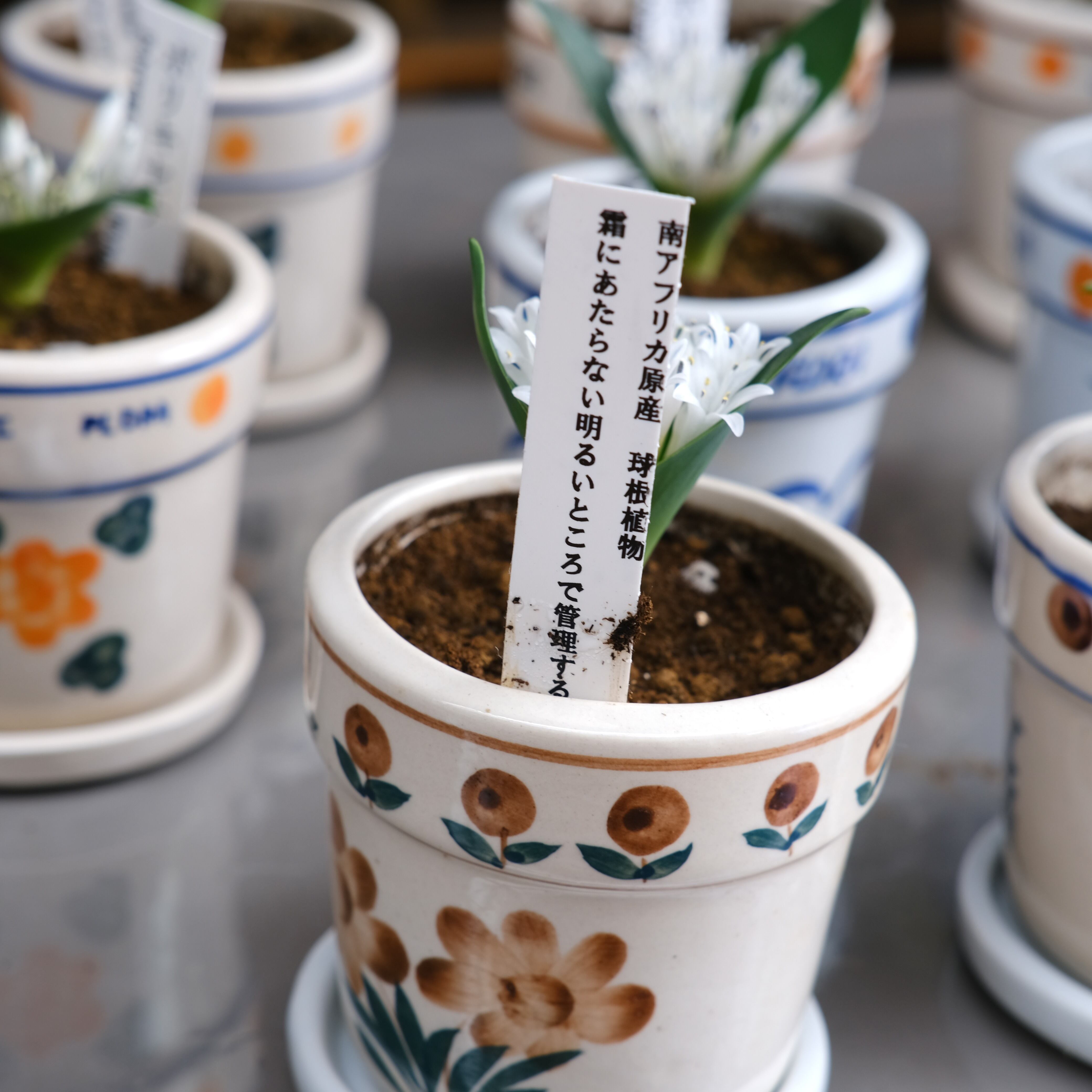 鉢&お皿付き《 ポリキセナ 》 | グリーンギャラリーガーデンズ