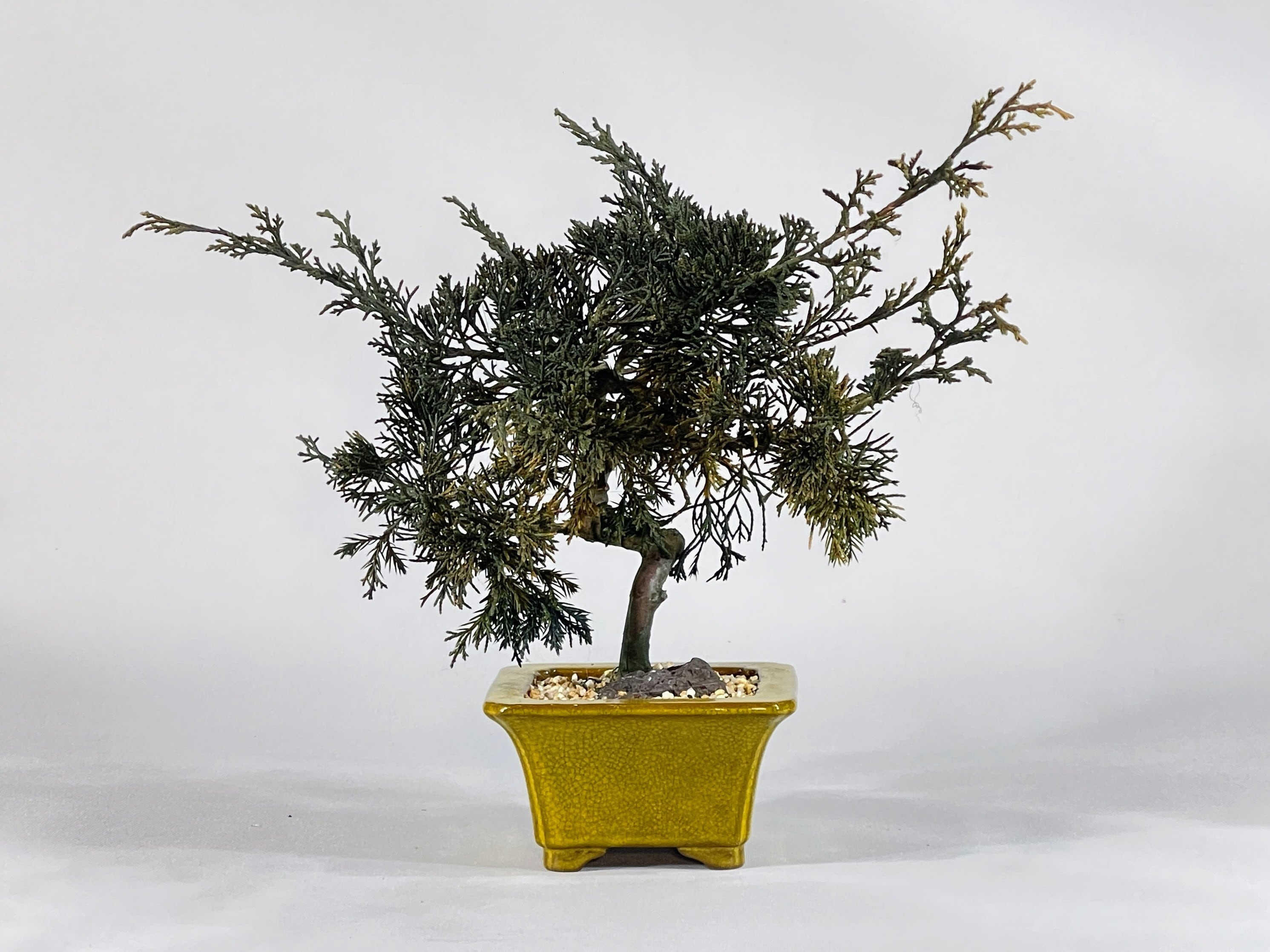 ALL ITEM | DRY BONSAI TOKYO Online store
