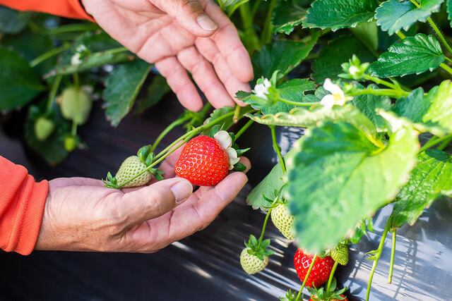 彩のあまりん | yajimafarm