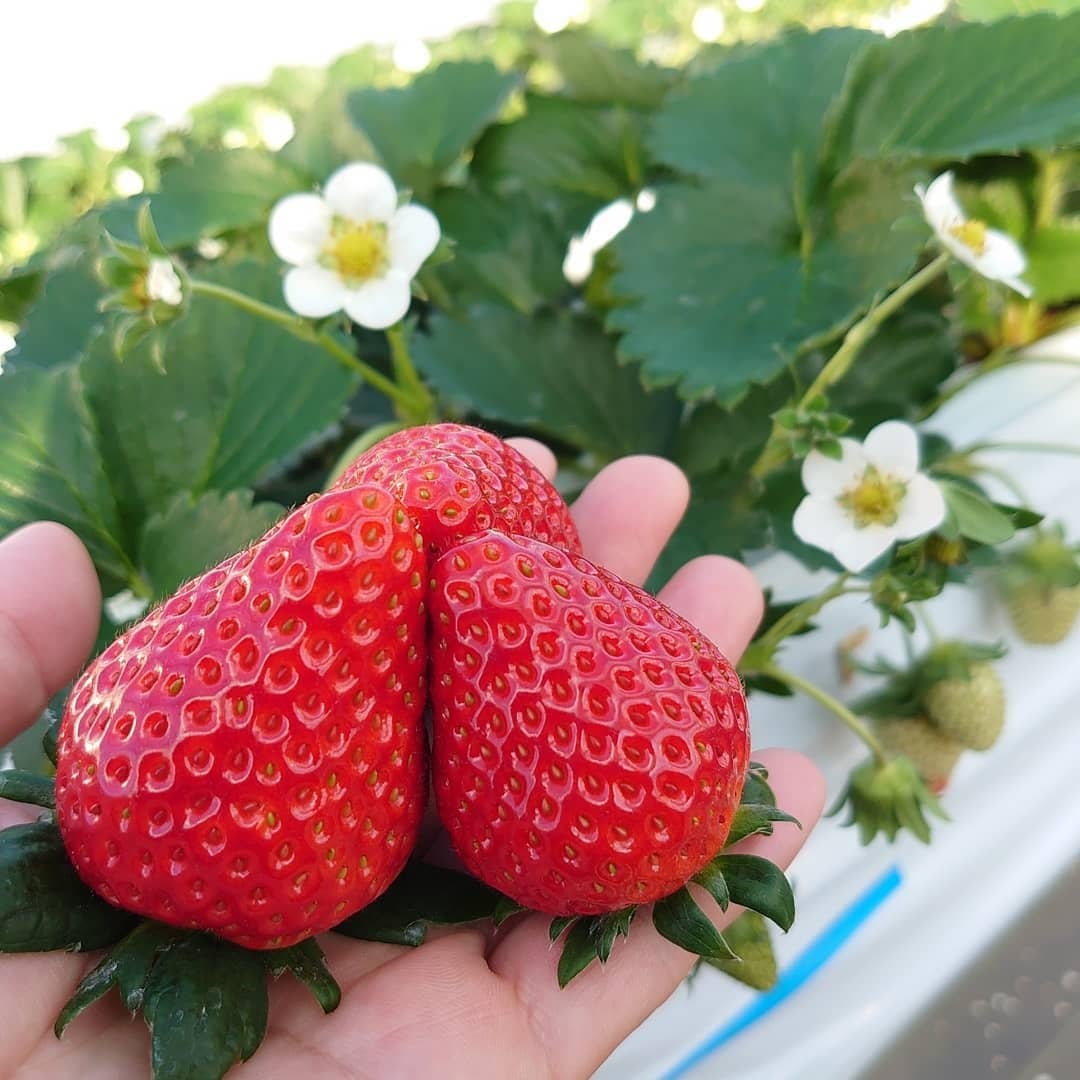3箱セット】【Sサイズ】国産夏イチゴ ※9/23-9/26出荷分 ※領収書 3箱セット】【Sサイズ】国産夏イチゴ ※9/23-9/26出荷分 ※領収書