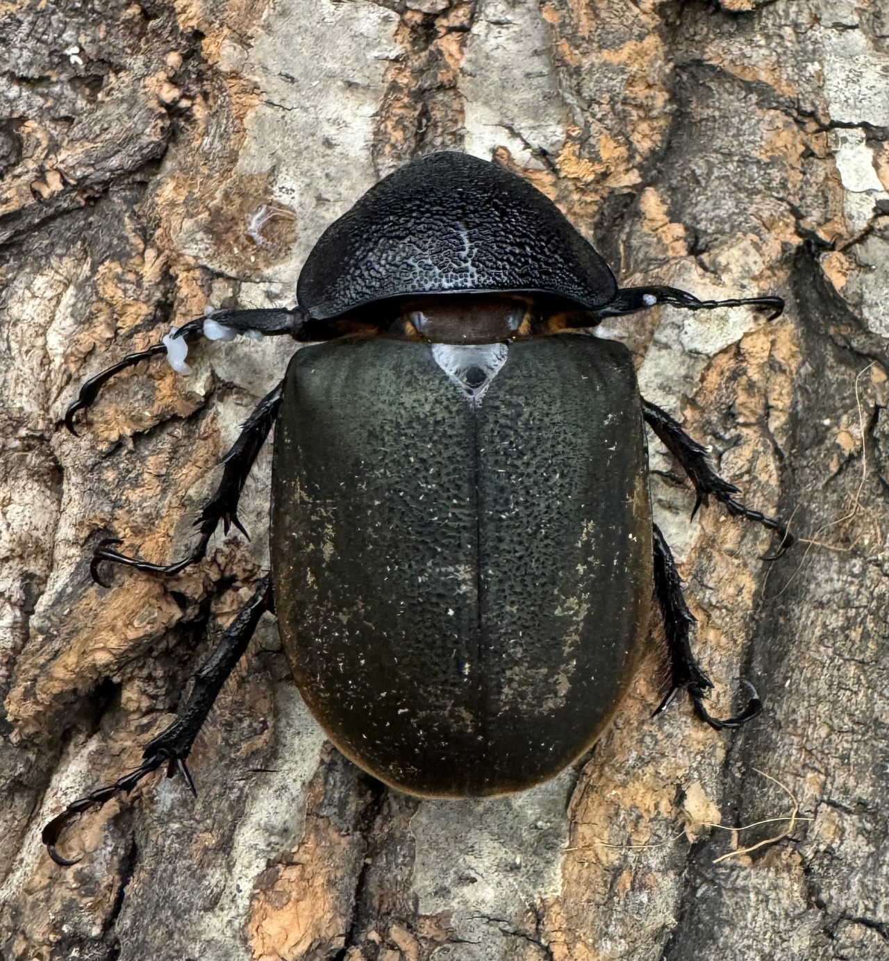 【WD】《ジャワコーカサスオオカブト 110mm ペア》