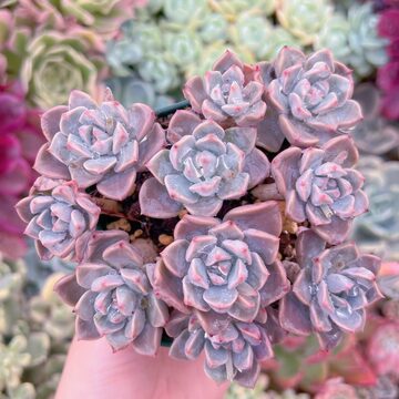 340現物 多肉植物 ヌダ錦 | Pay ID 