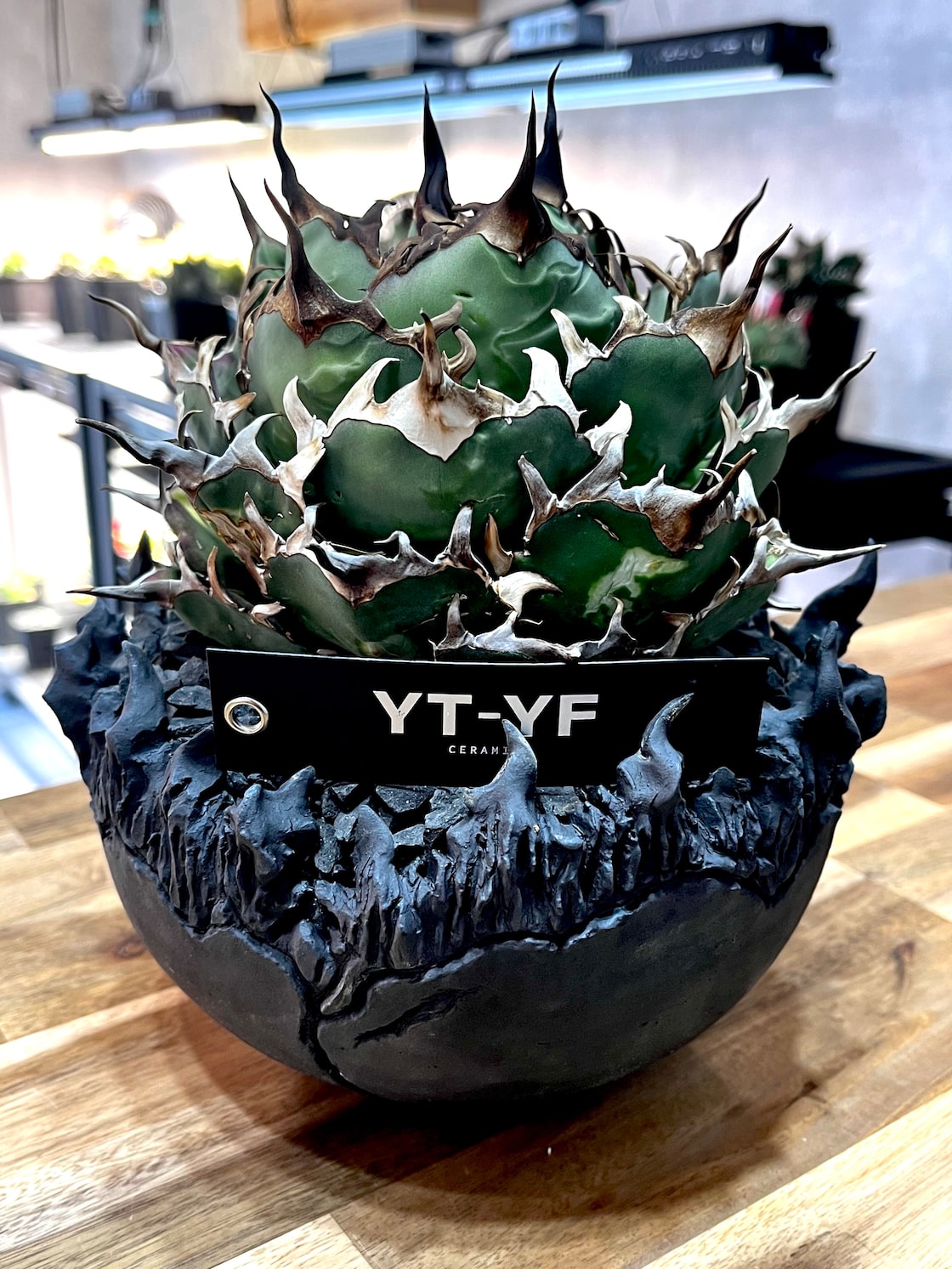 ytyf×agavesan コラボpot 10cm | Pay ID