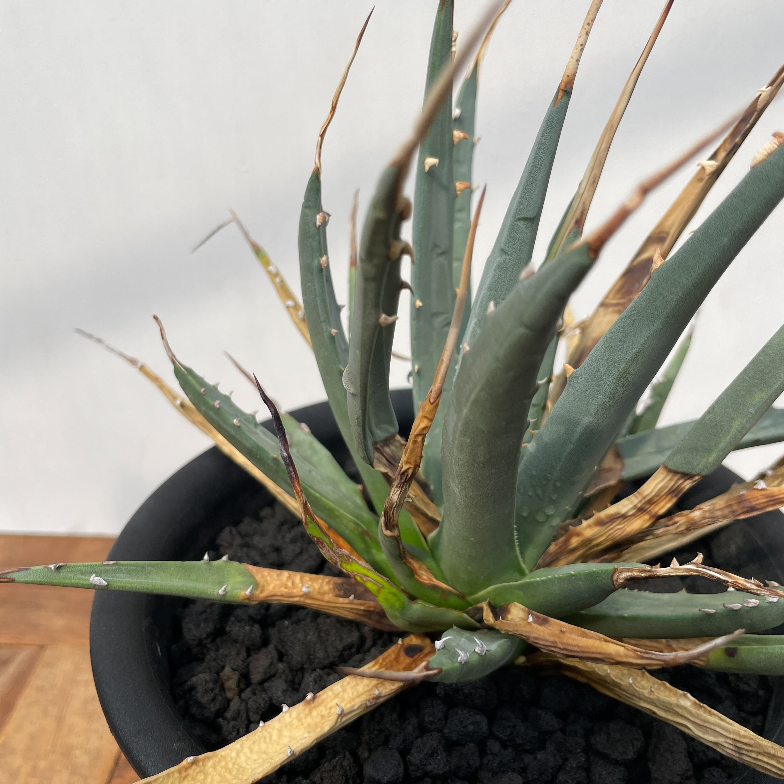 TM Gardenアガベutahensis eborispina lo.. Agave utahensis var. eborispina 【アガベ・ユタエンシス