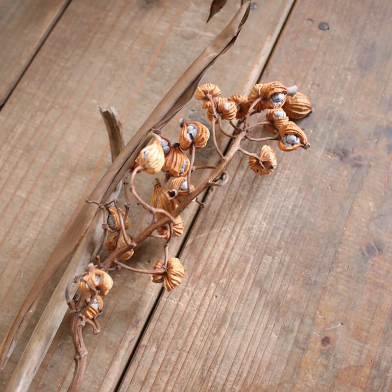 ゲットウの実 ・ 月桃の実 / 国産 ドライフラワー | 富良野 花七曜