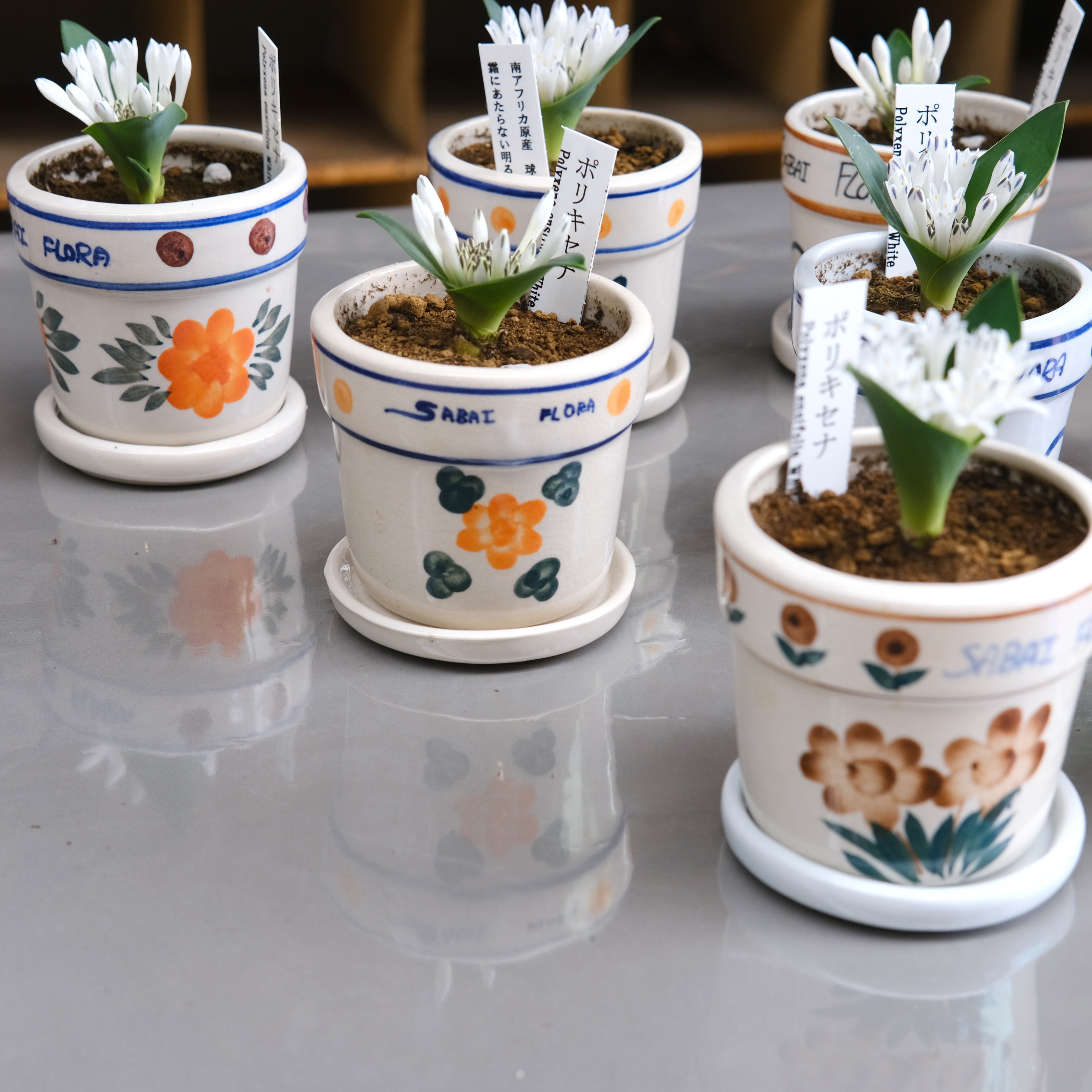 鉢&お皿付き《 ポリキセナ 》 | グリーンギャラリーガーデンズ