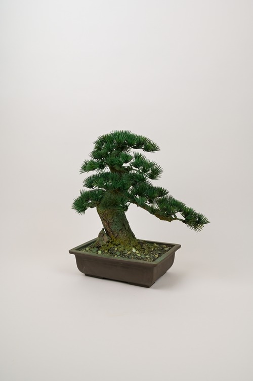 盆栽