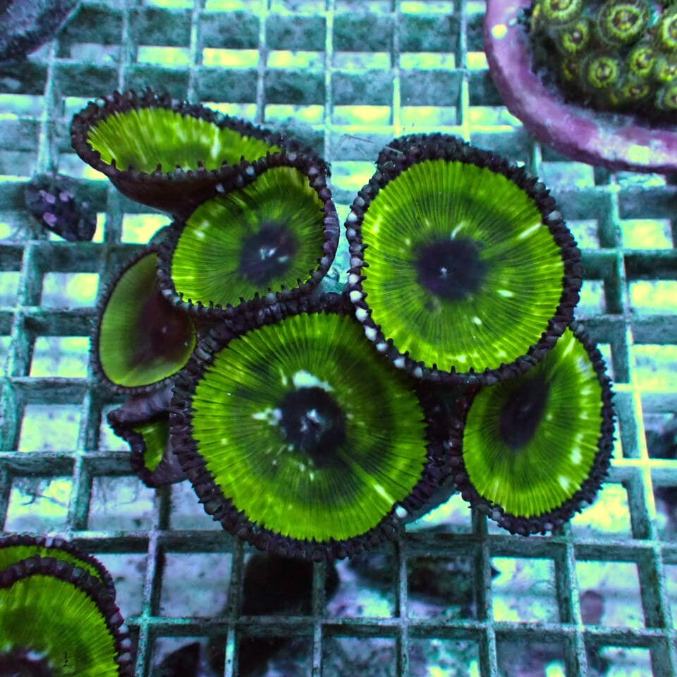 SOFT | HOUSE REEF(ハウスリーフ)サンゴ・海水魚・海藻・通販・大阪・関西