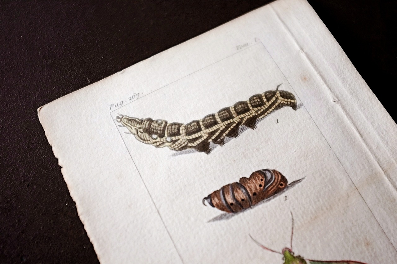1780s フランス ビュフォン伯爵による蛾と幼虫の博物画i Buffon アンティーク