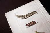 1780s フランス ビュフォン伯爵による蛾と幼虫の博物画i Buffon アンティーク