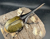 《ヘラクレス・ヘラクレス 140mm ペア》