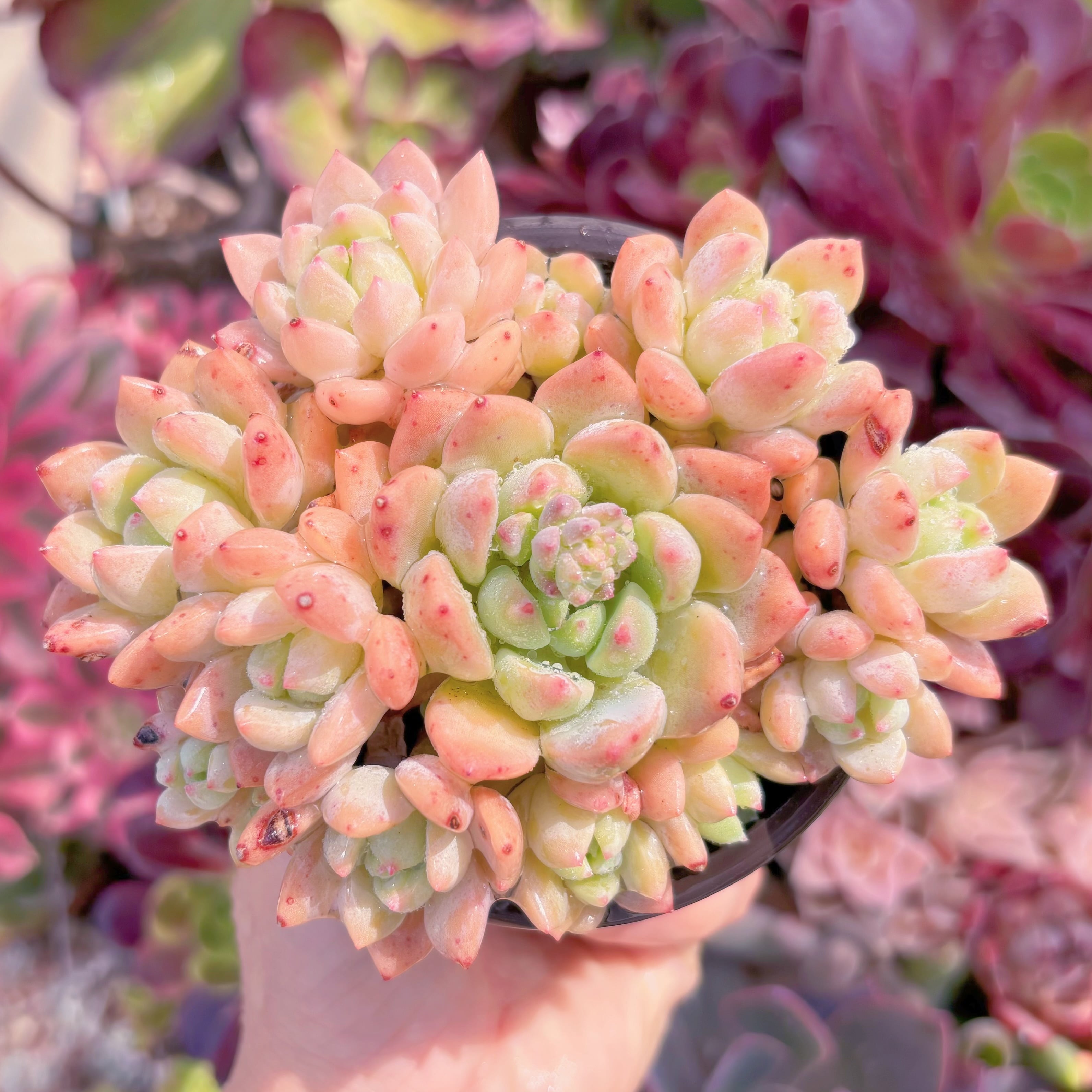 現品　プロリフェラxラウル#813　るる農園