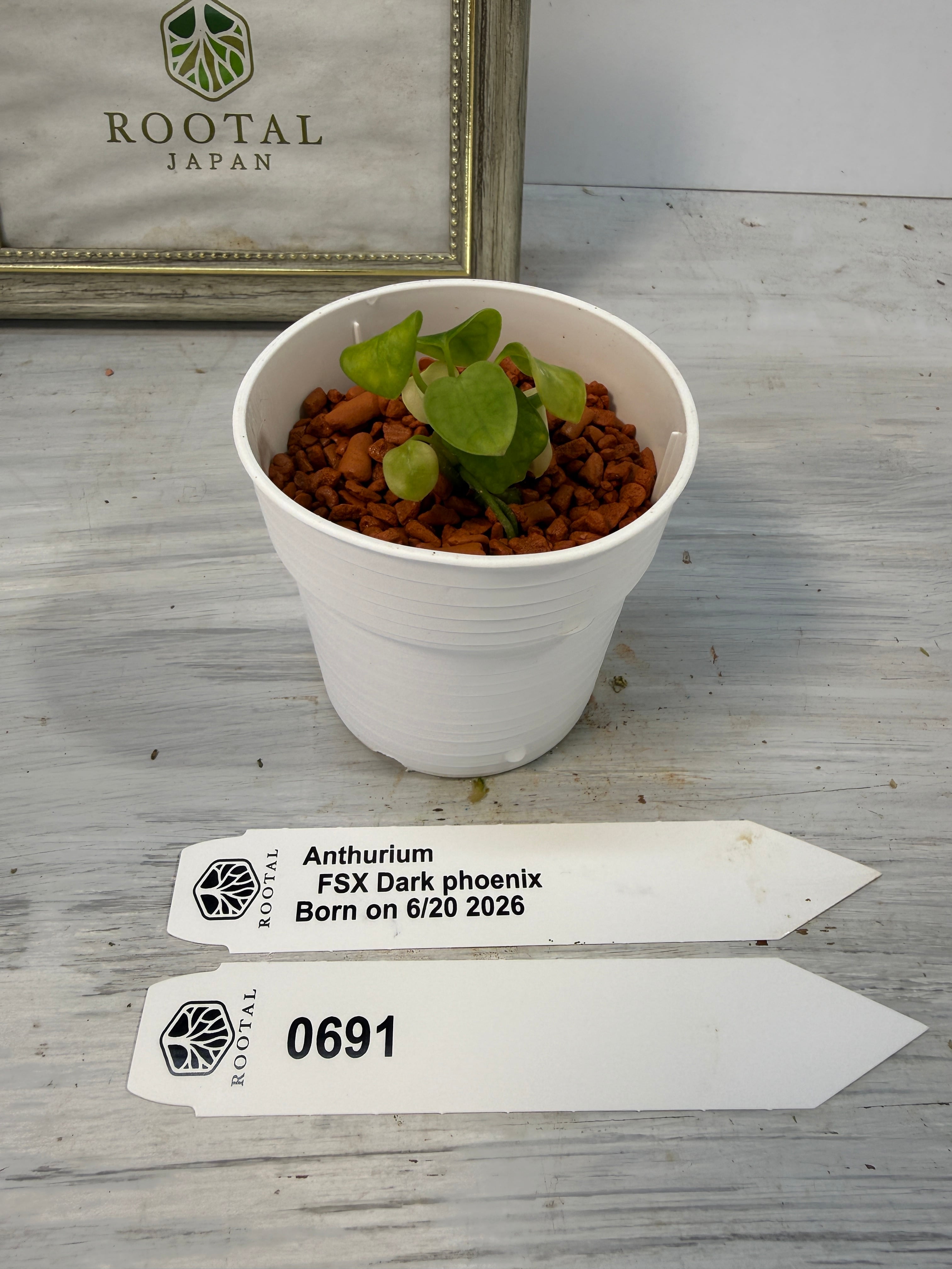 ROOTALPLANTS