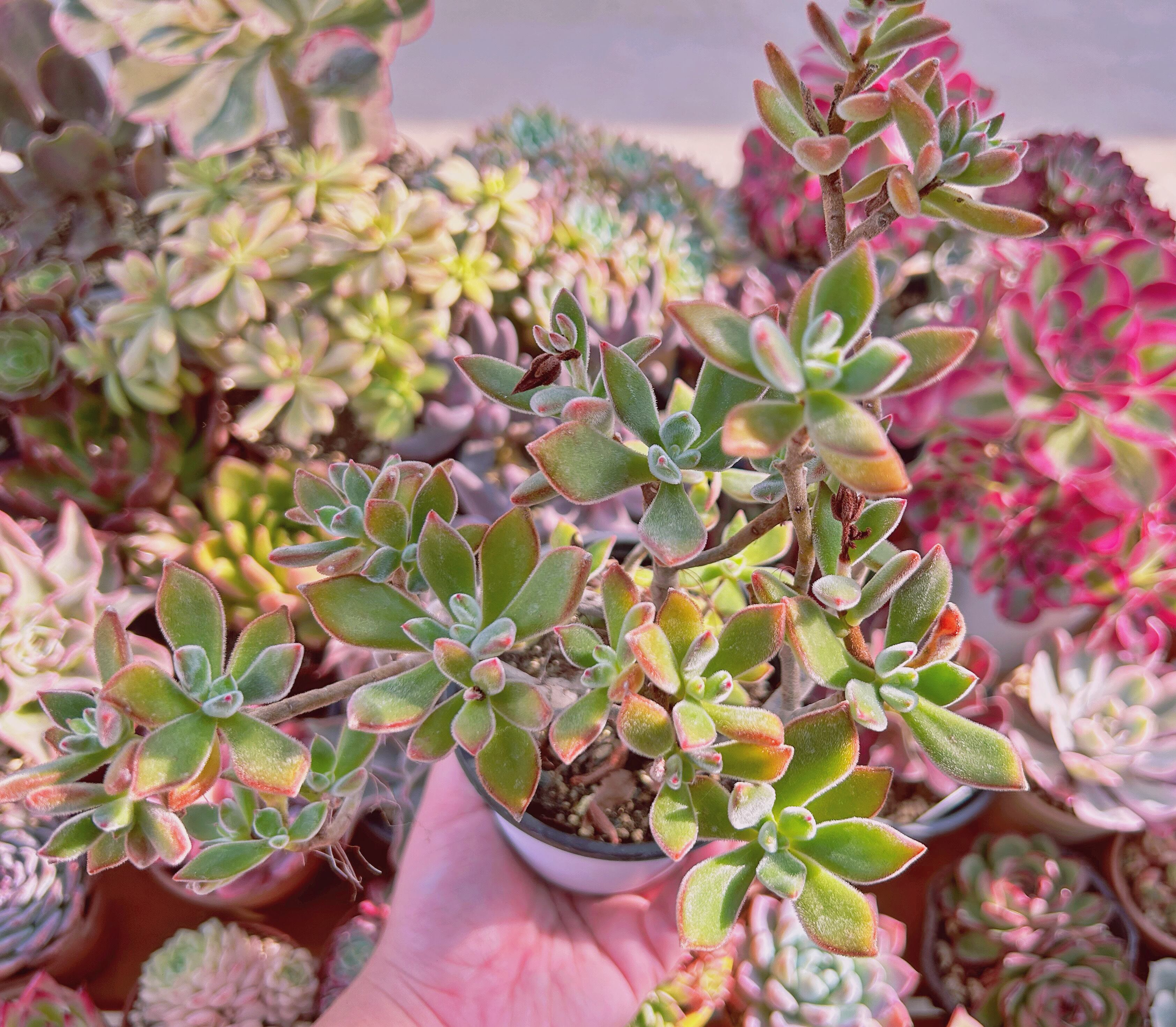 現物 多肉植物 Echeveria 錦晃星 特大 抜き苗 | るる農園~多肉植物専門
