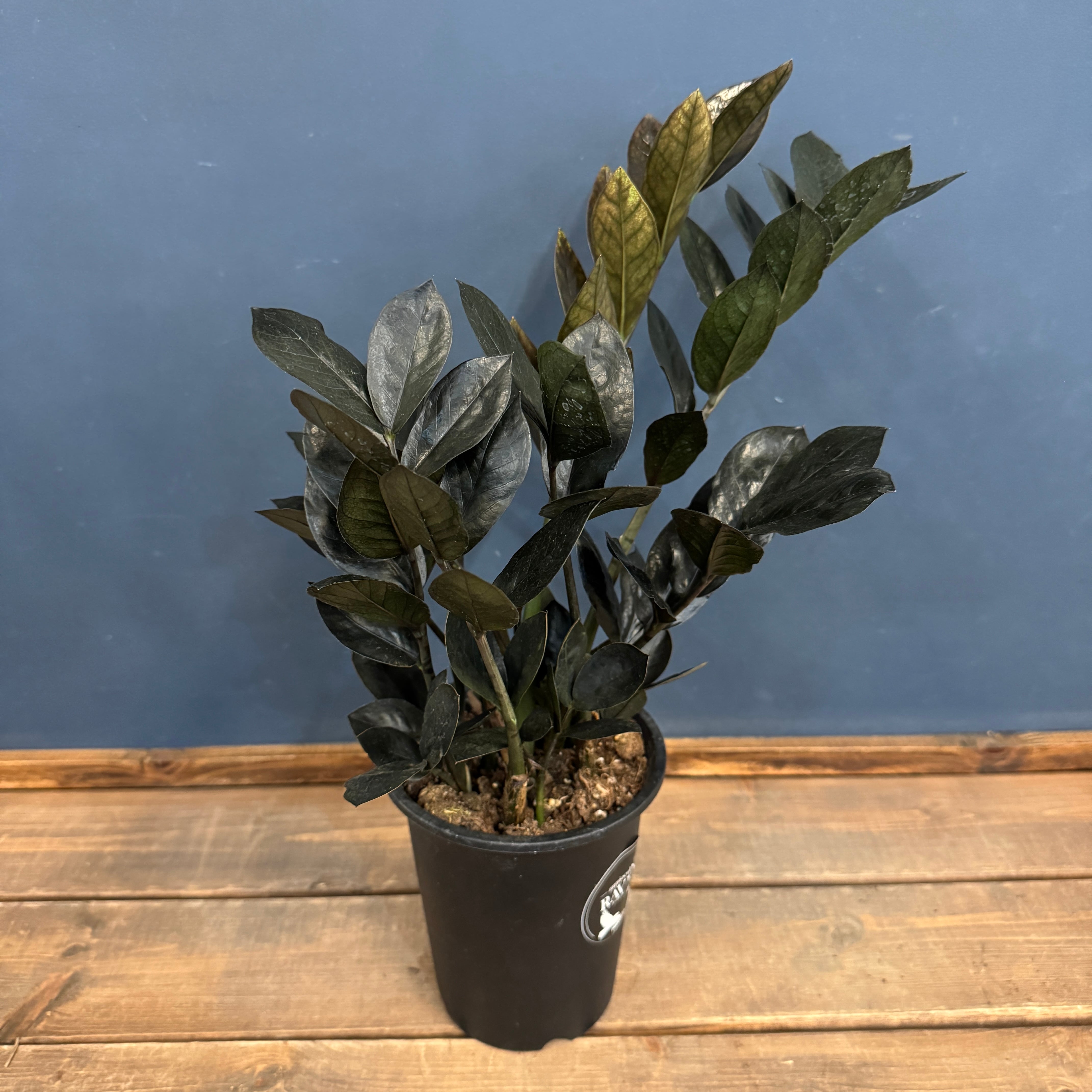 ザミオクルカス レイブン【323】 | PROTOLEAF プロトリーフ