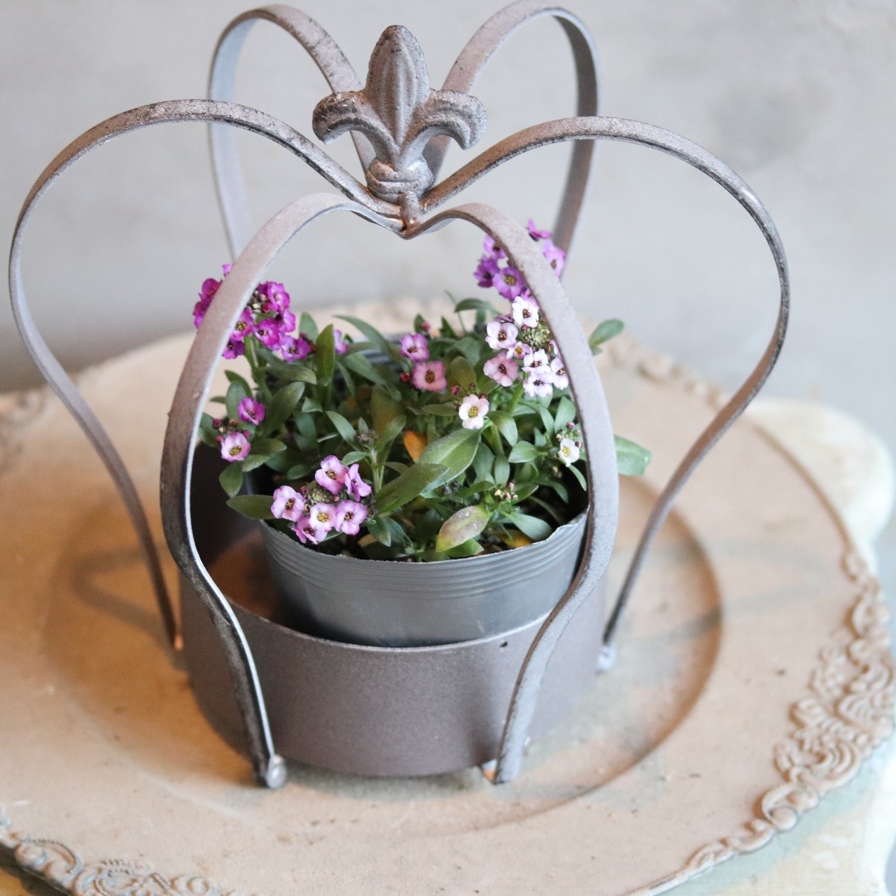 アリッサム　クリスタル　ラベンダーカラー　小さなお花　丈夫で横にひろがる　冬から春まで咲く