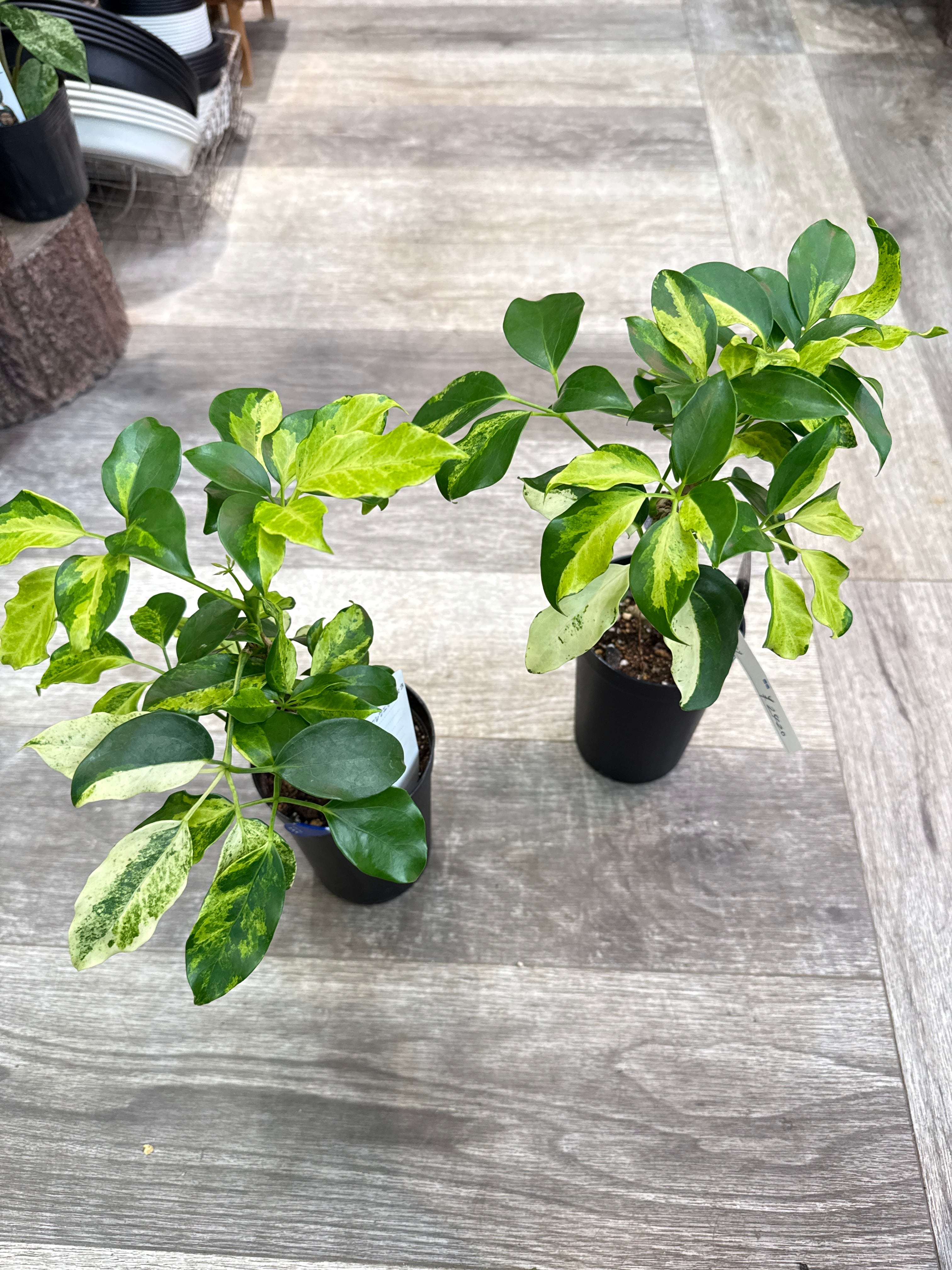 シェフレラ エリプティカ イエローバリエガータ | Gardenえん 【観葉