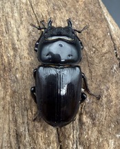 【アンバランス】《オオクワガタ 極太血統 75mm ペア》