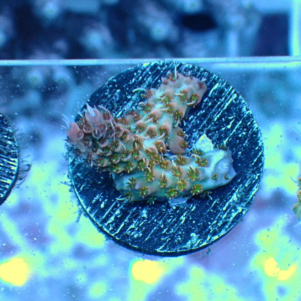 Nyos FLOATING FISH TRAP （魚捕獲機） | HOUSE REEF(ハウスリーフ