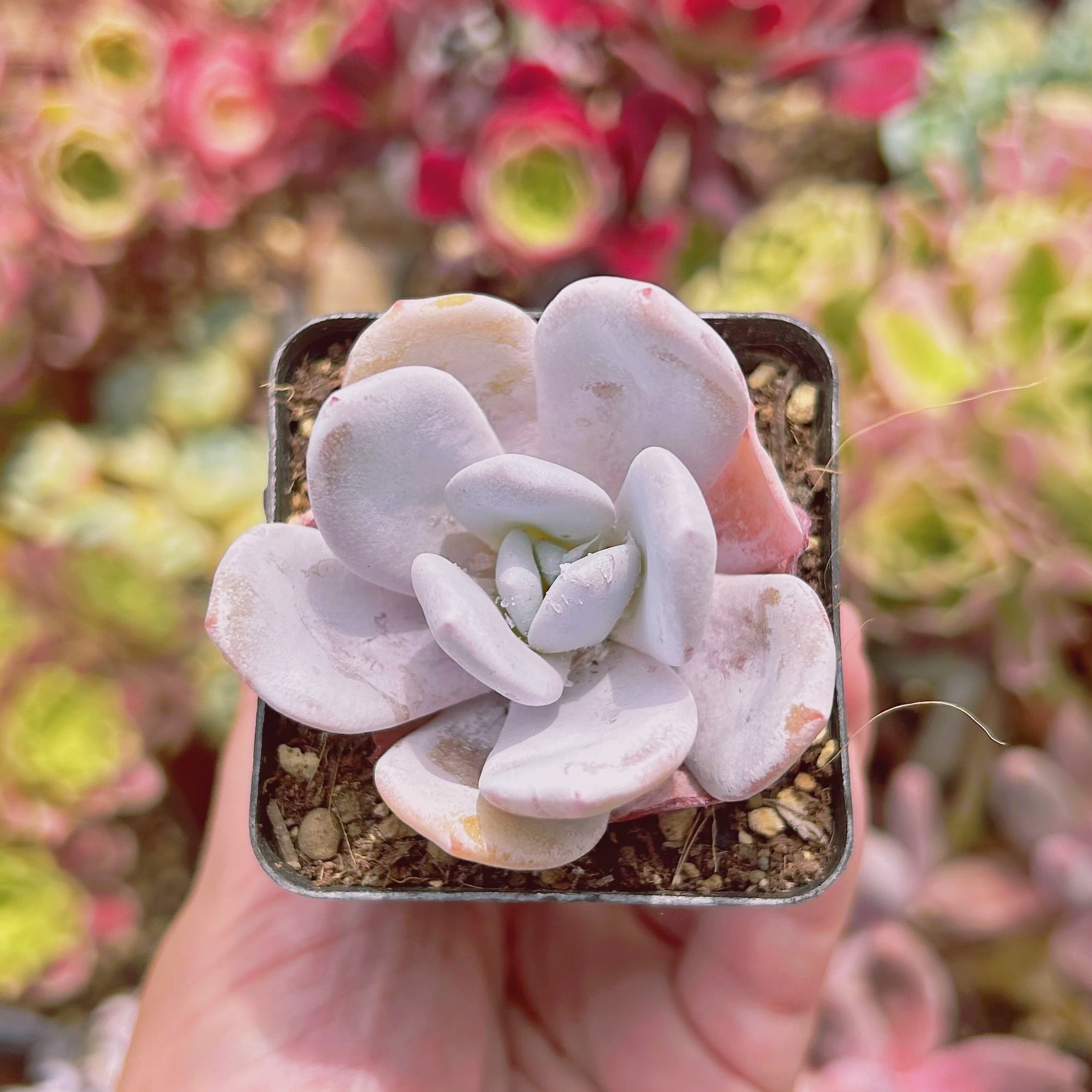 現物　多肉植物　ラウイ　抜き苗