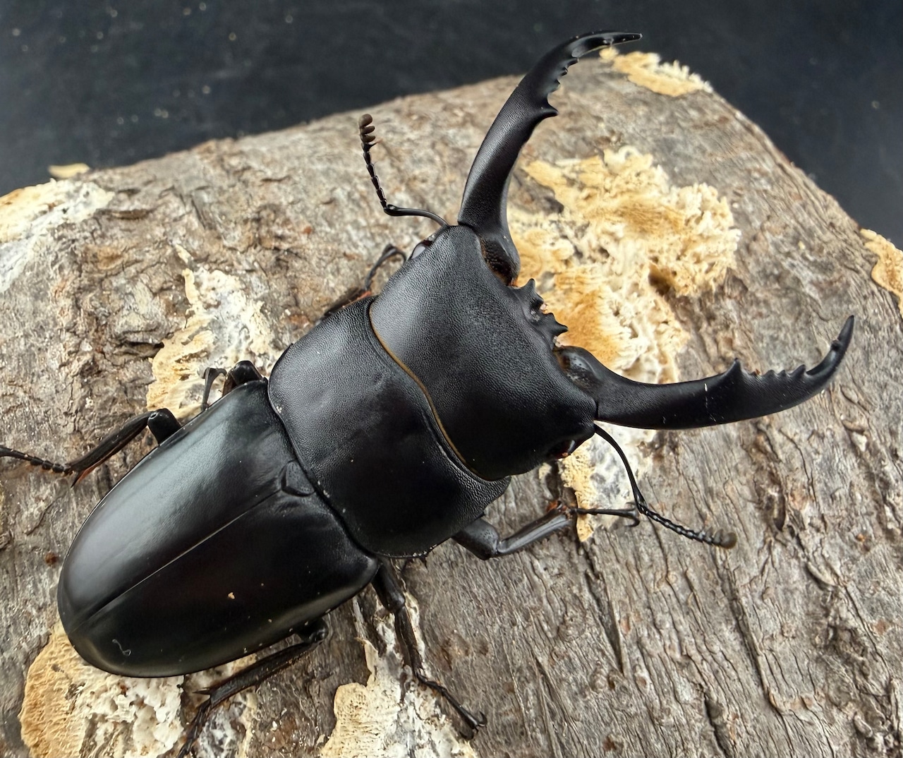 《ウンナンヒラタ 貴州省産 63mm ペア》わたくわ氏ブリード個体