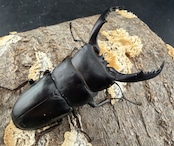 《ウンナンヒラタ 貴州省産 63mm ペア》わたくわ氏ブリード個体