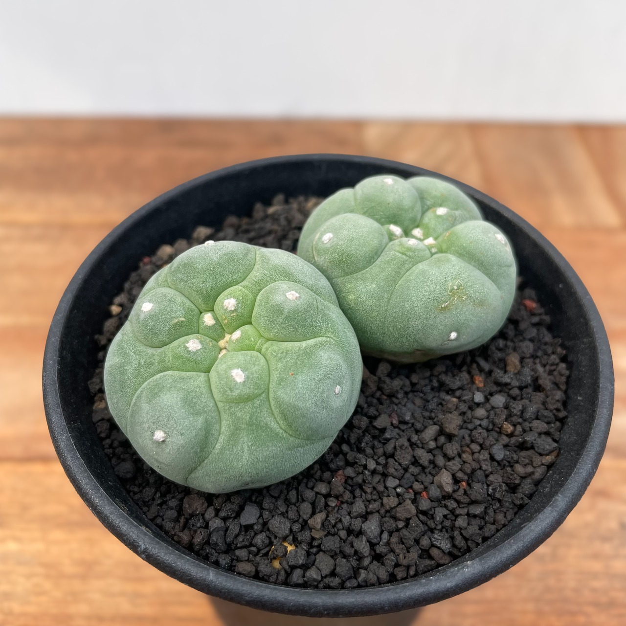 Lophophora diffusa  【ロフォフォラ・黒肌翠冠玉】