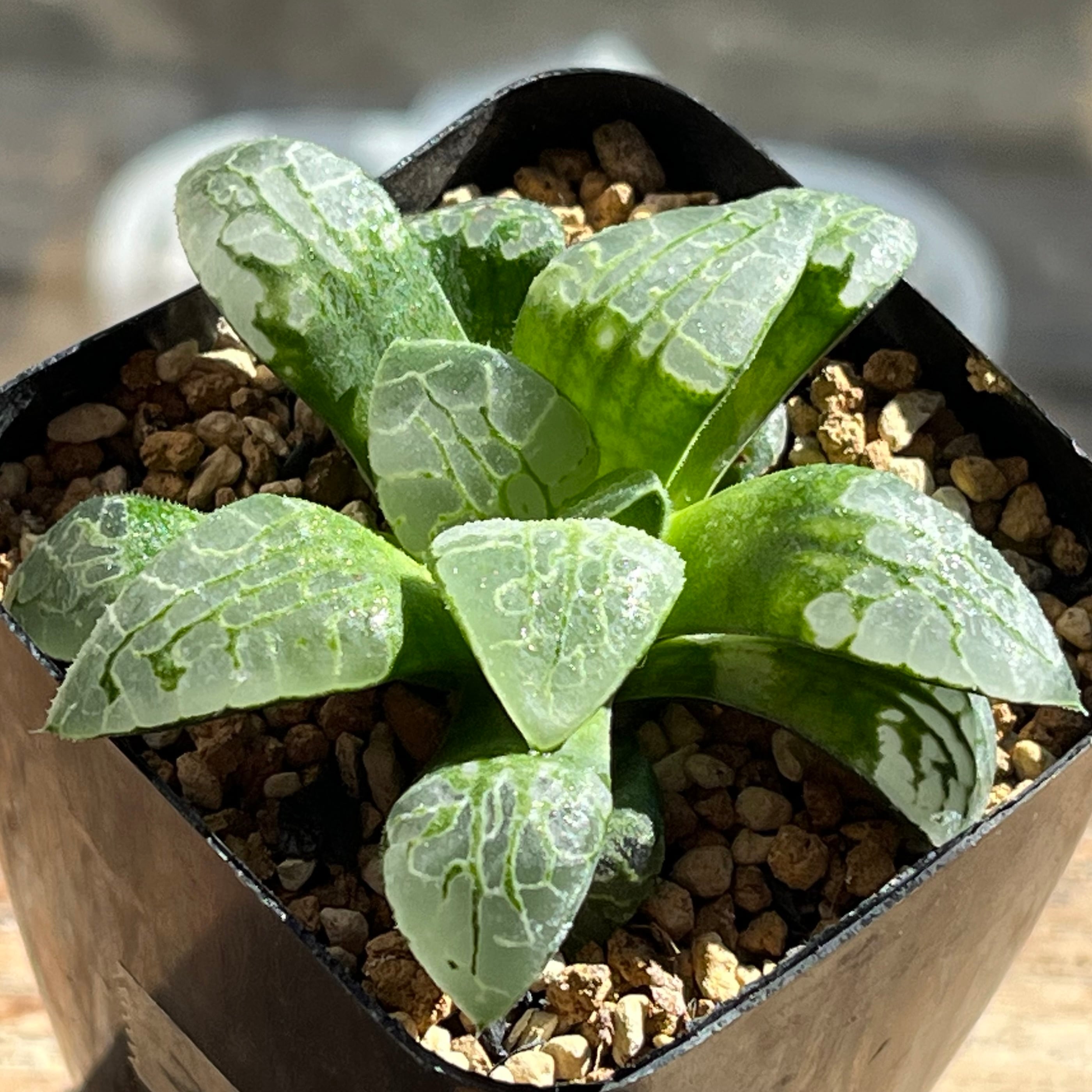 ハオルチア 花狐錦 | mocono_plants