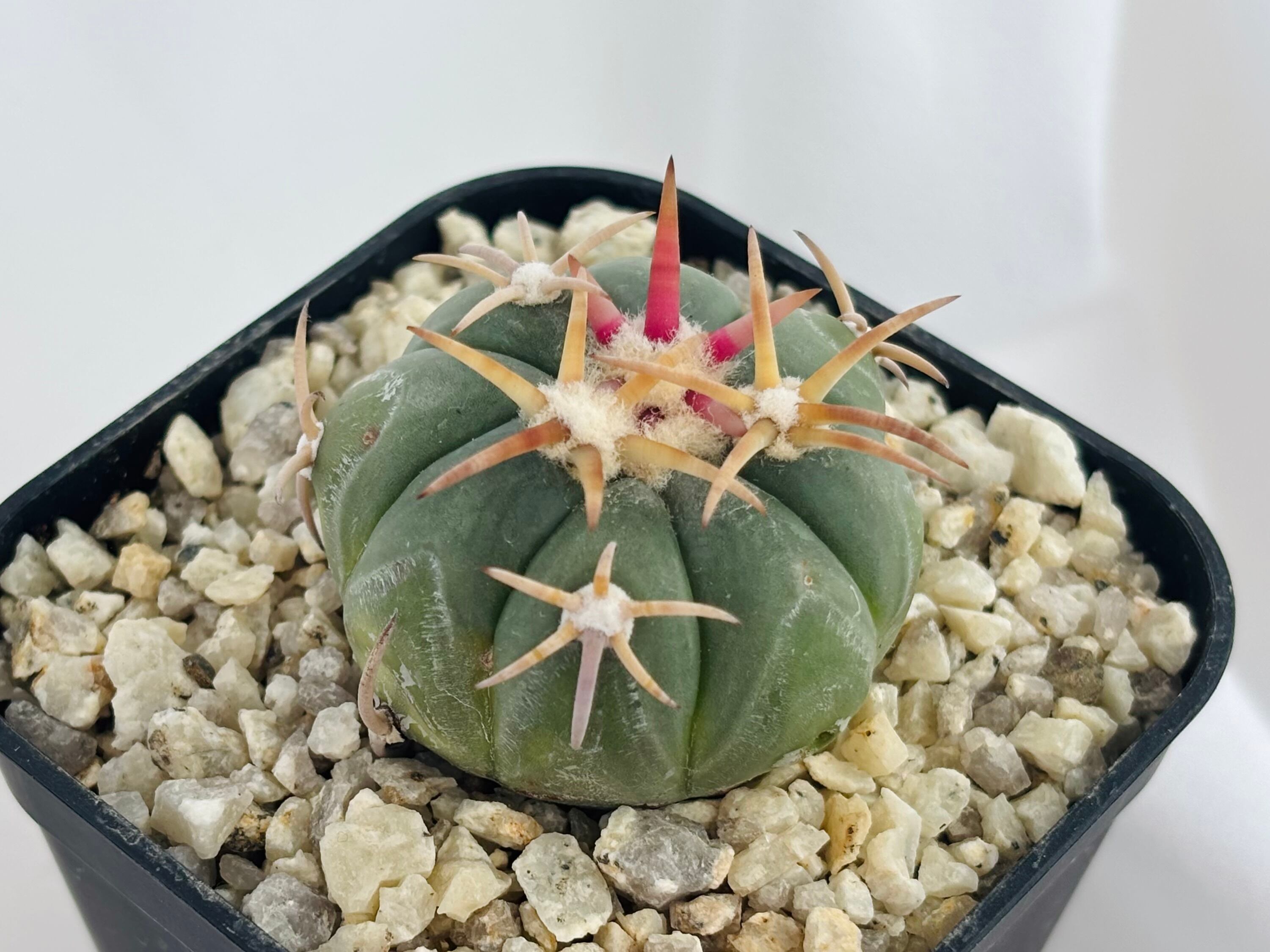 Echinocactus horizonthalonius エキノカクタス 翠平丸 サボテン