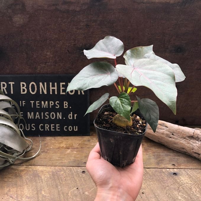 ペティオラリス】☆ 希少品種 赤い葉脈 塊根植物 | 植物の店ベリー