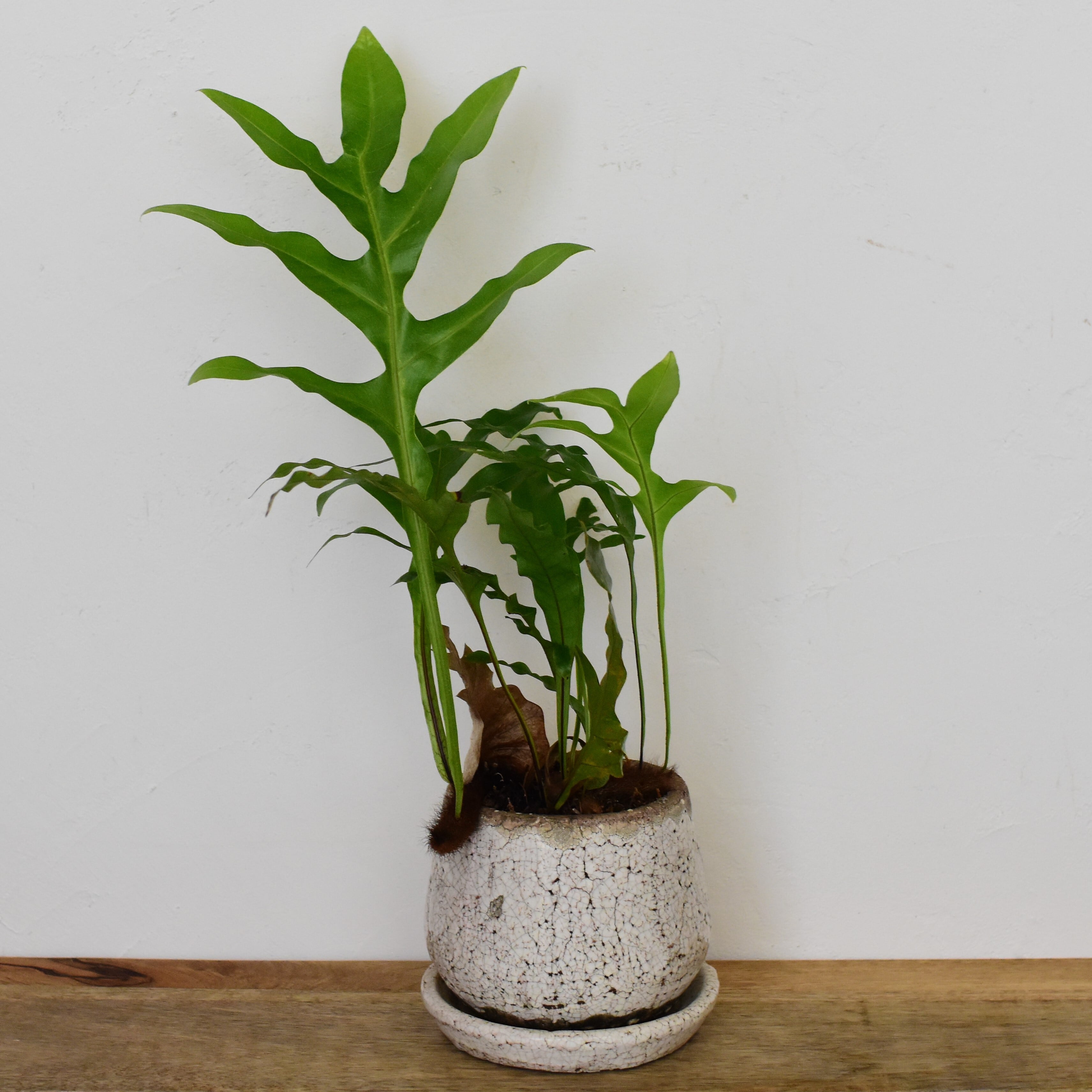 ドリナリア・クエルシフォリア 鉢植え | 宙花sorahana