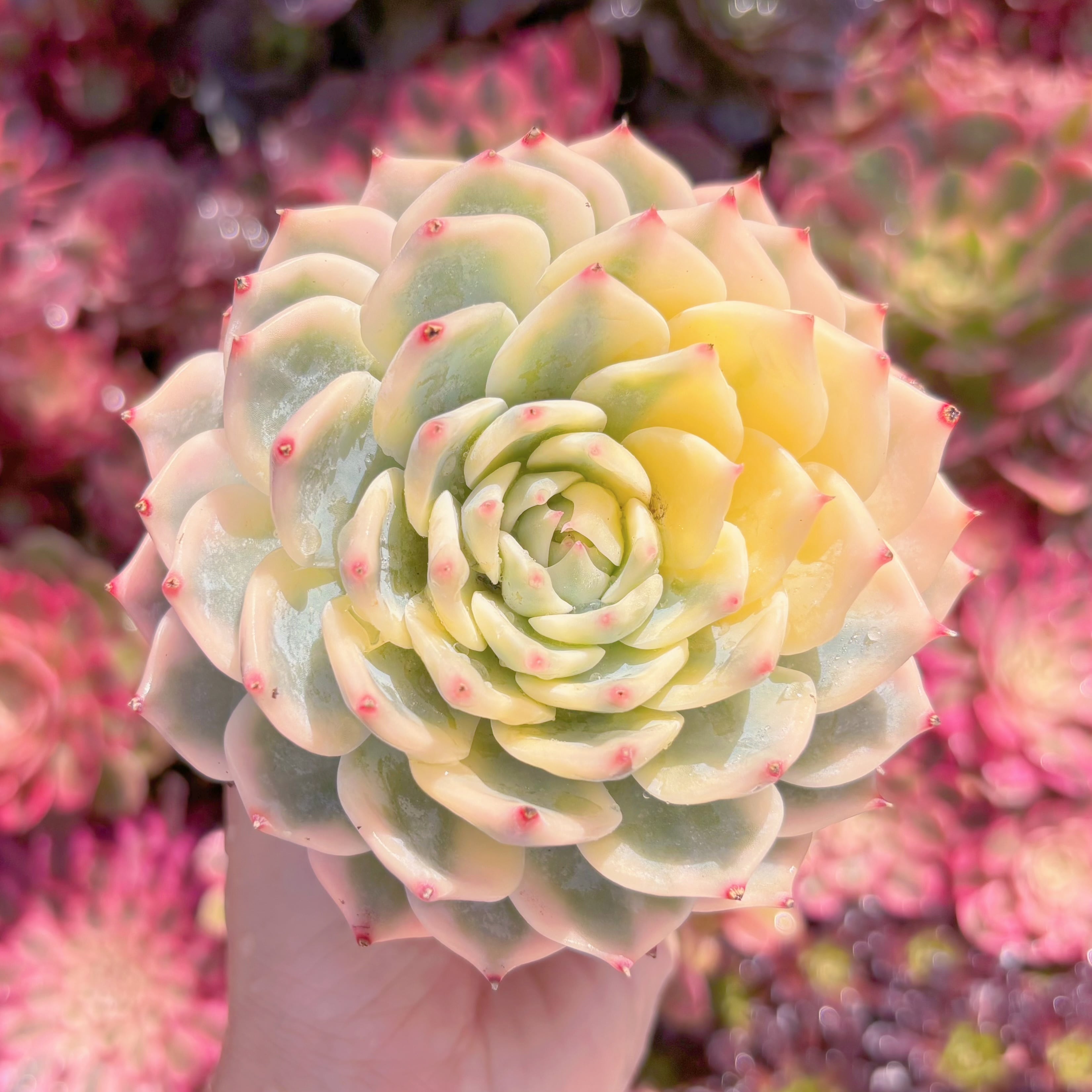 現品　チワワ錦#A019　極上株　るる農園