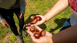 【東井農園さんの能登栗シフォン！】