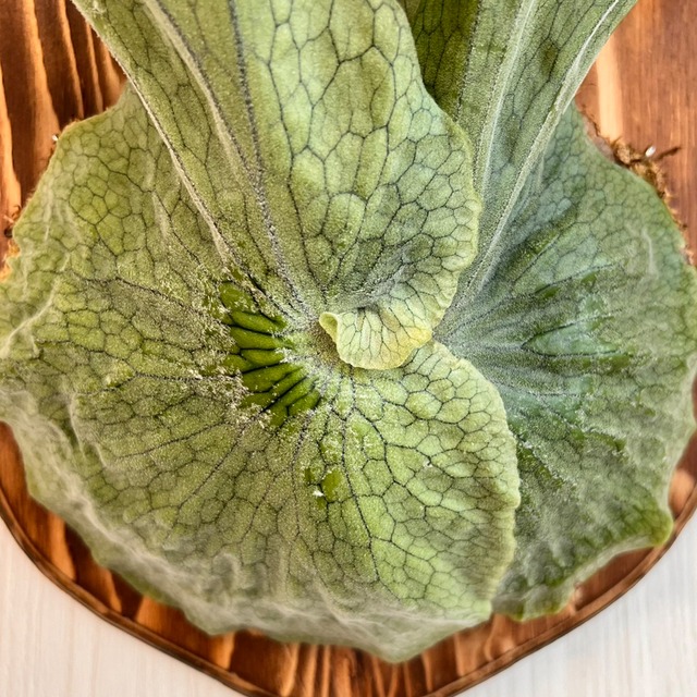 ビカクシダ グランデ 板付 【観葉植物 壁掛け コウモリラン】