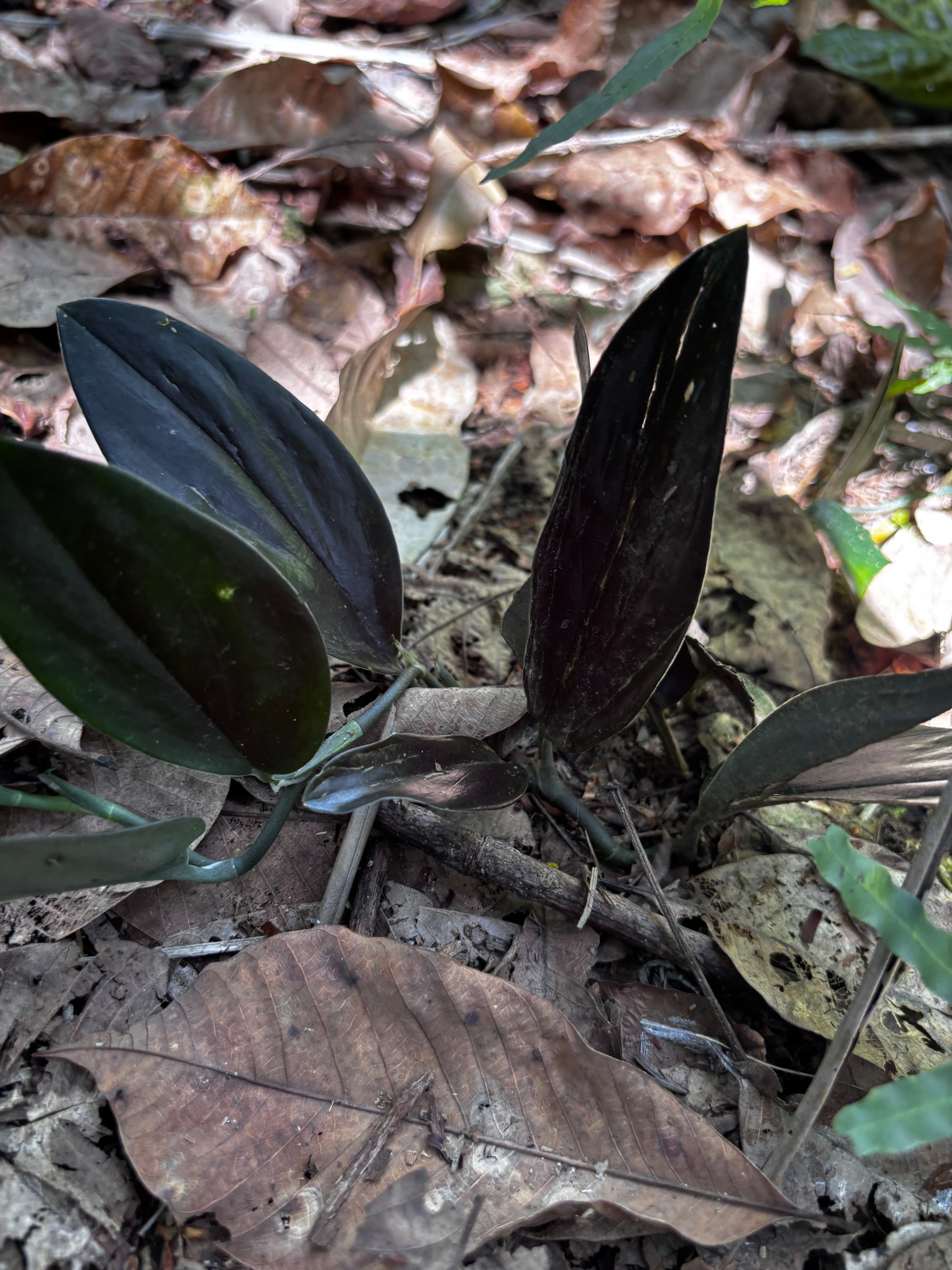 Bucephalandra cf. filiformis Sanggau Kalimantan Barat【ZOE0226-17i