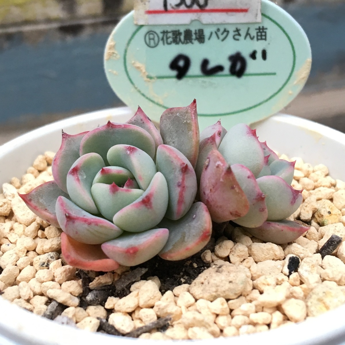 タレガ パクさん苗 | RuPo 多肉植物専門店