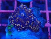 【一ヶ月熟成】Discosoma WaterMelon  5