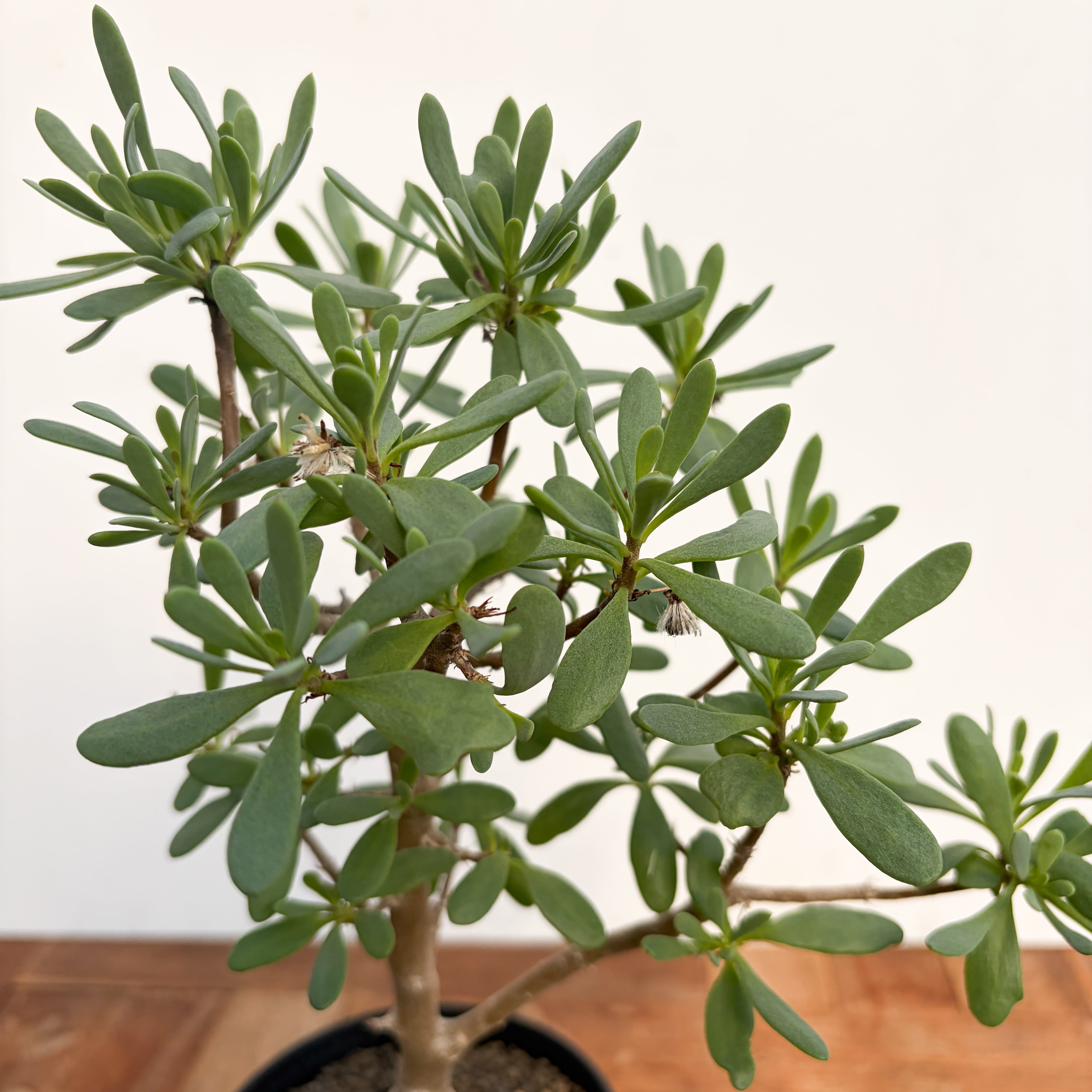 オントナ アルブスクラ 灌木 塊根植物 冬型 現地球 インドアジャングル