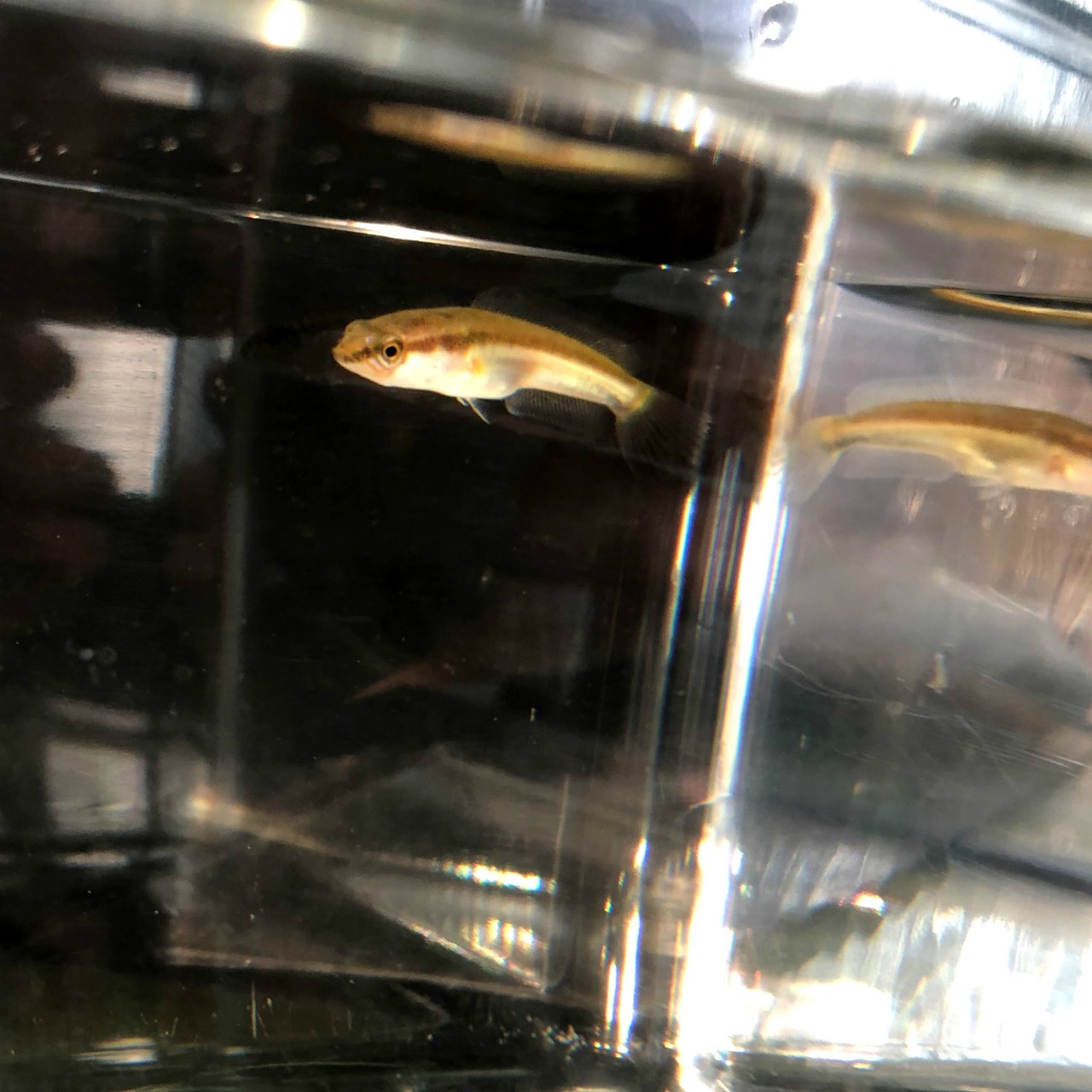 （淡水魚）タイワンドジョウ（雷魚）4～5ｃｍ±（1匹）【生体】