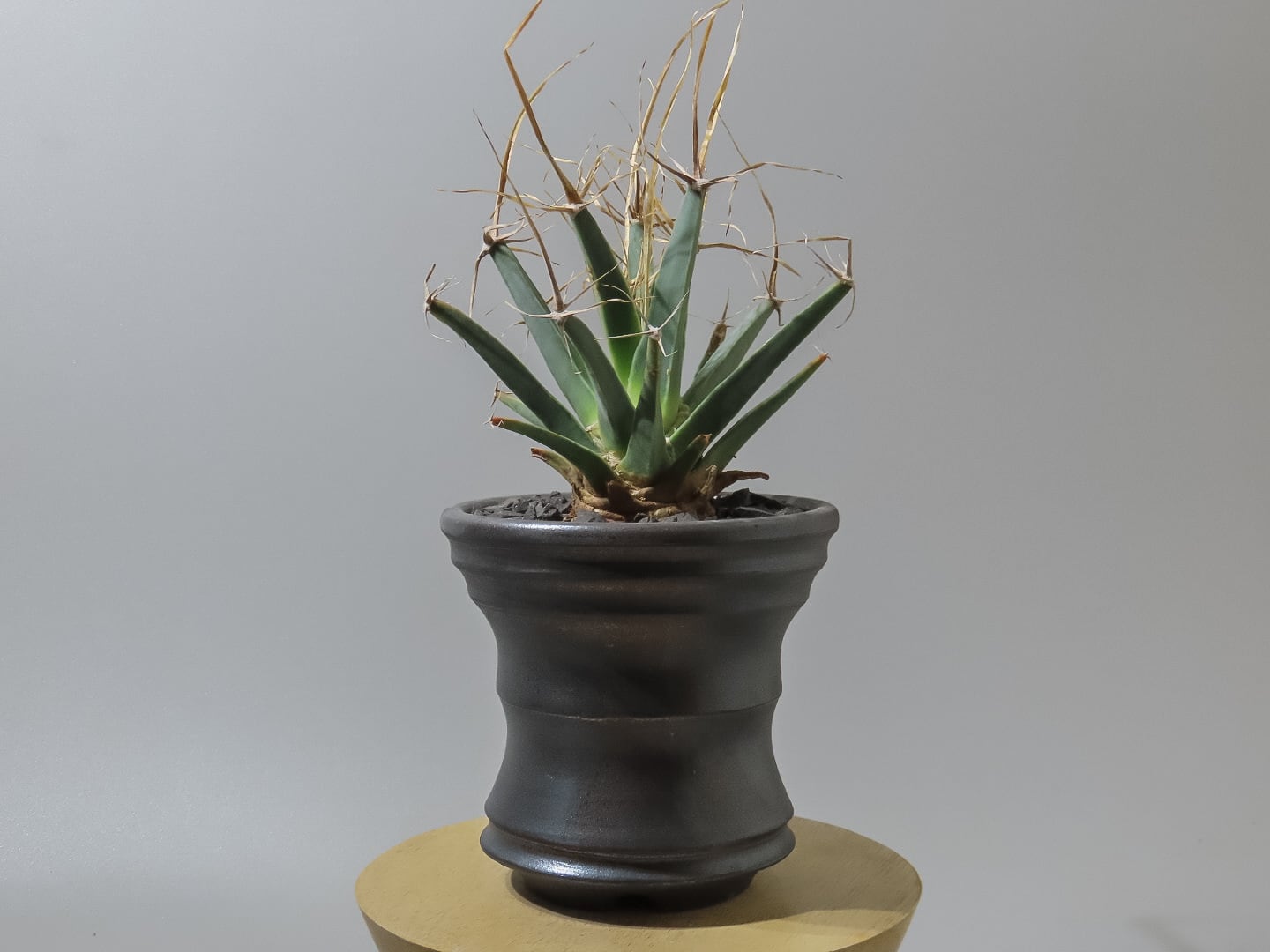 親株販売 ユーフォルビア 群星冠 雌（メス）♀ ステリスピナ 希少種