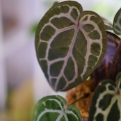 【正規】Anthurium 'Michelle' by DOC BLOCK⑫ / アンスリウム・ミシェル│観葉植物