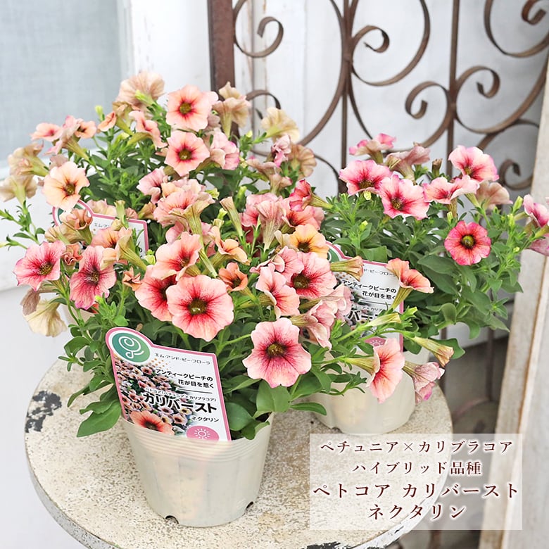 ノイバラ（トゲ無し、蕾ピンク）（長尺） | PAY ID