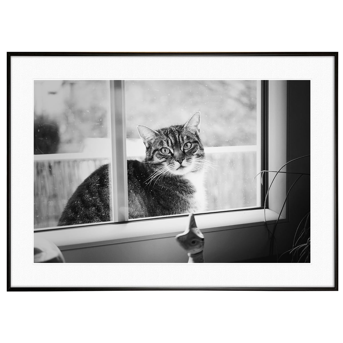 動物写真 窓から覗く猫 インテリア モノクロアートポスター額装 AS3673