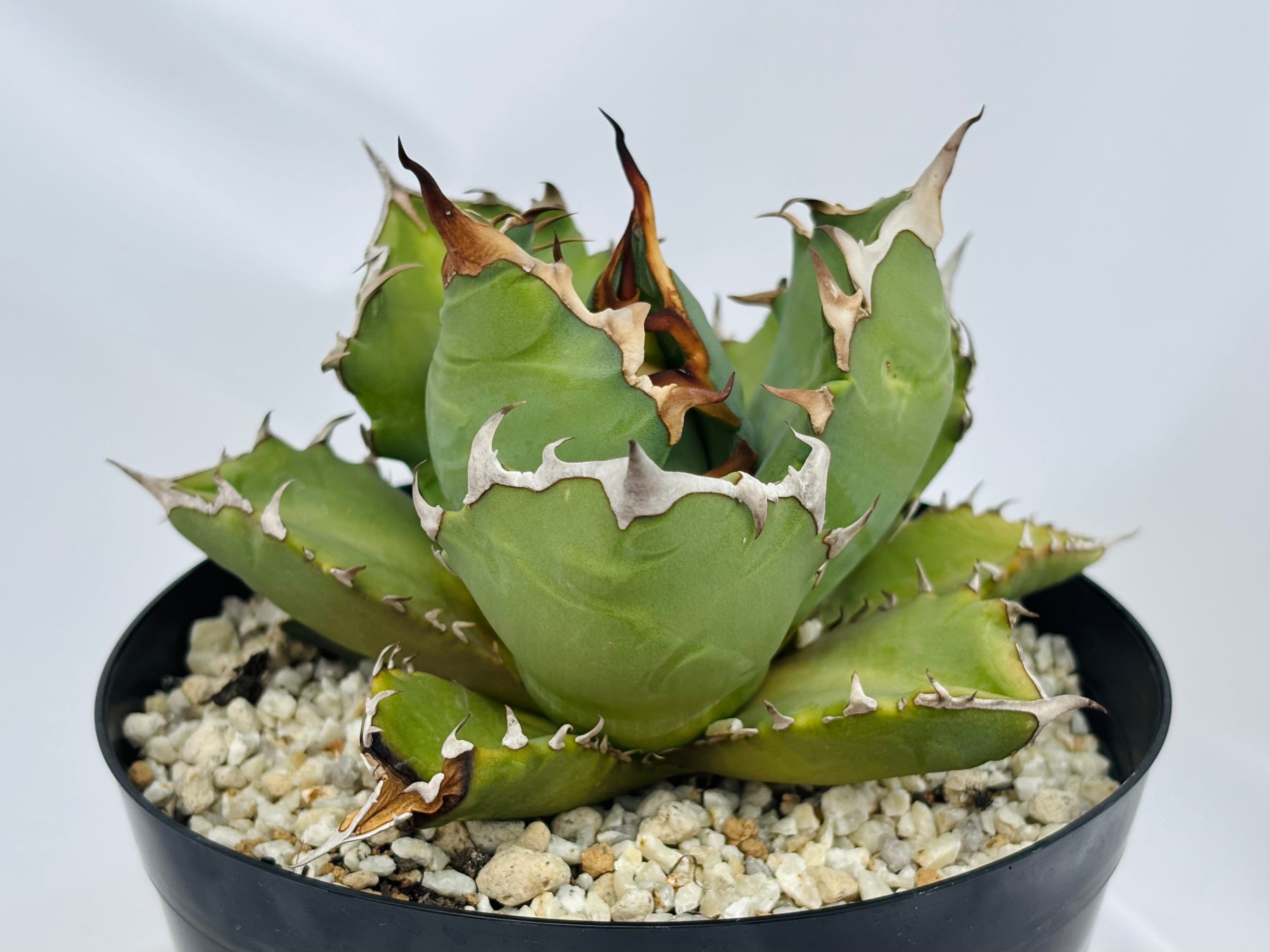 Agave titanota アガベ チタノタ 姫厳竜 多肉植物