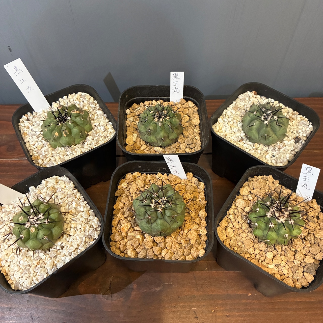 【抽選販売】【限定価格】【Copiapoa】サボテン コピアポア 黒王丸(限定6)