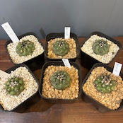 【抽選販売】【限定価格】【Copiapoa】サボテン コピアポア 黒王丸(限定6)