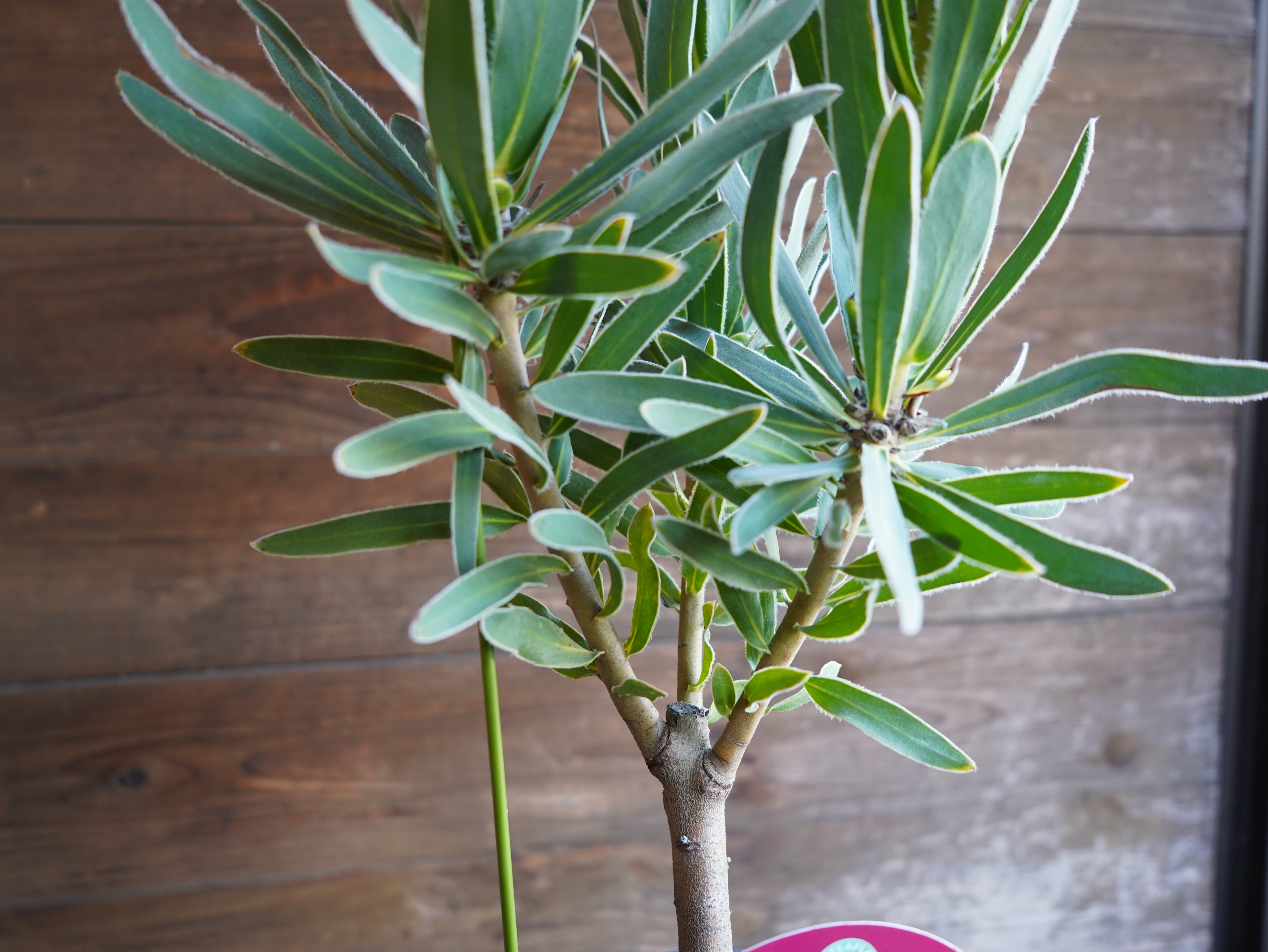 【現物】プロテア　"ピンクパール"