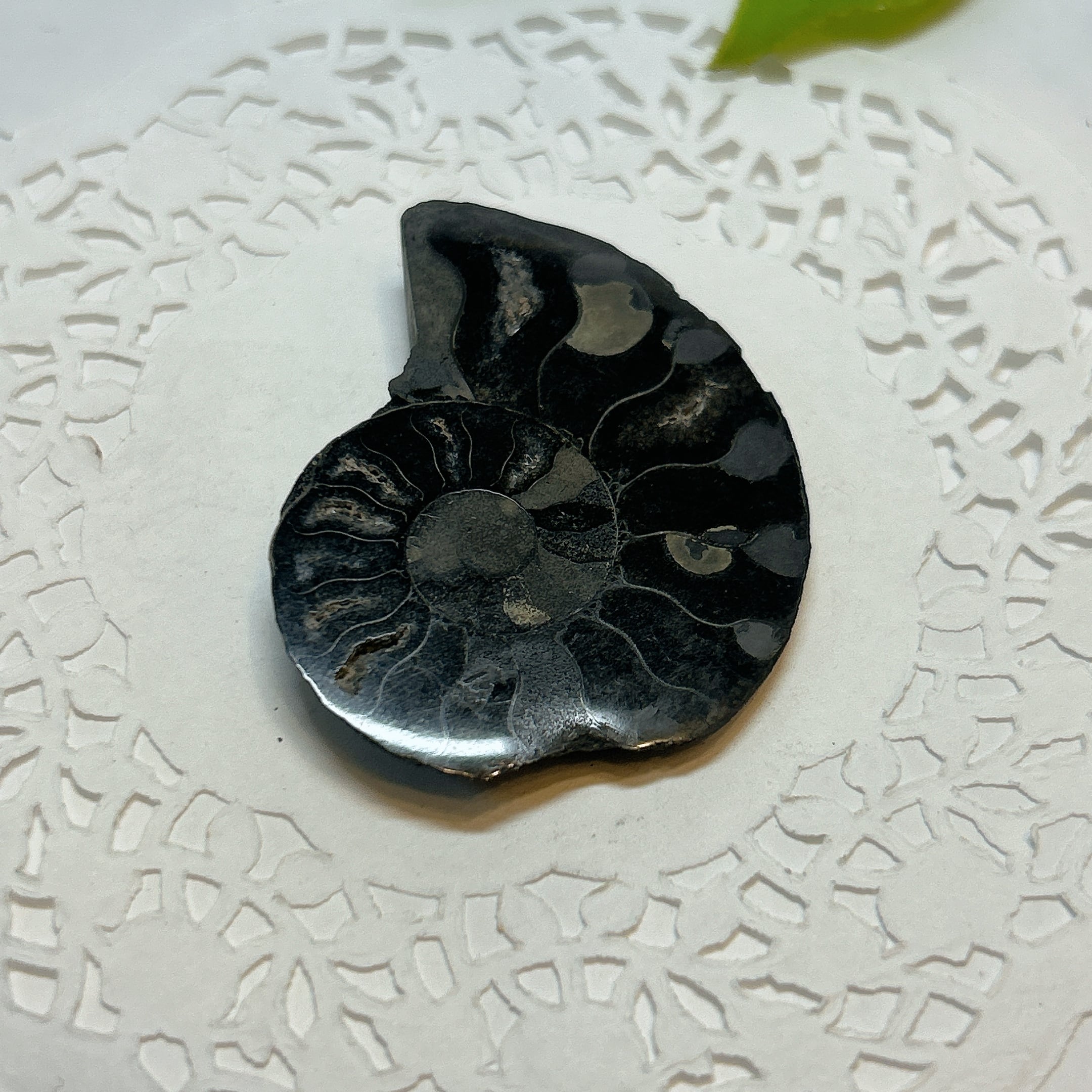 化石]アンモナイト（菊石） | クリスタル・ワールド御徒町店