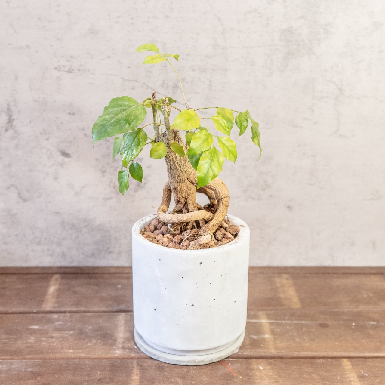 【古木の風格漂う塊根】個性派ヘテロパナックス。都会的な手づくりモルタル鉢。置くだけで絵になる存在感。|虫発生抑制