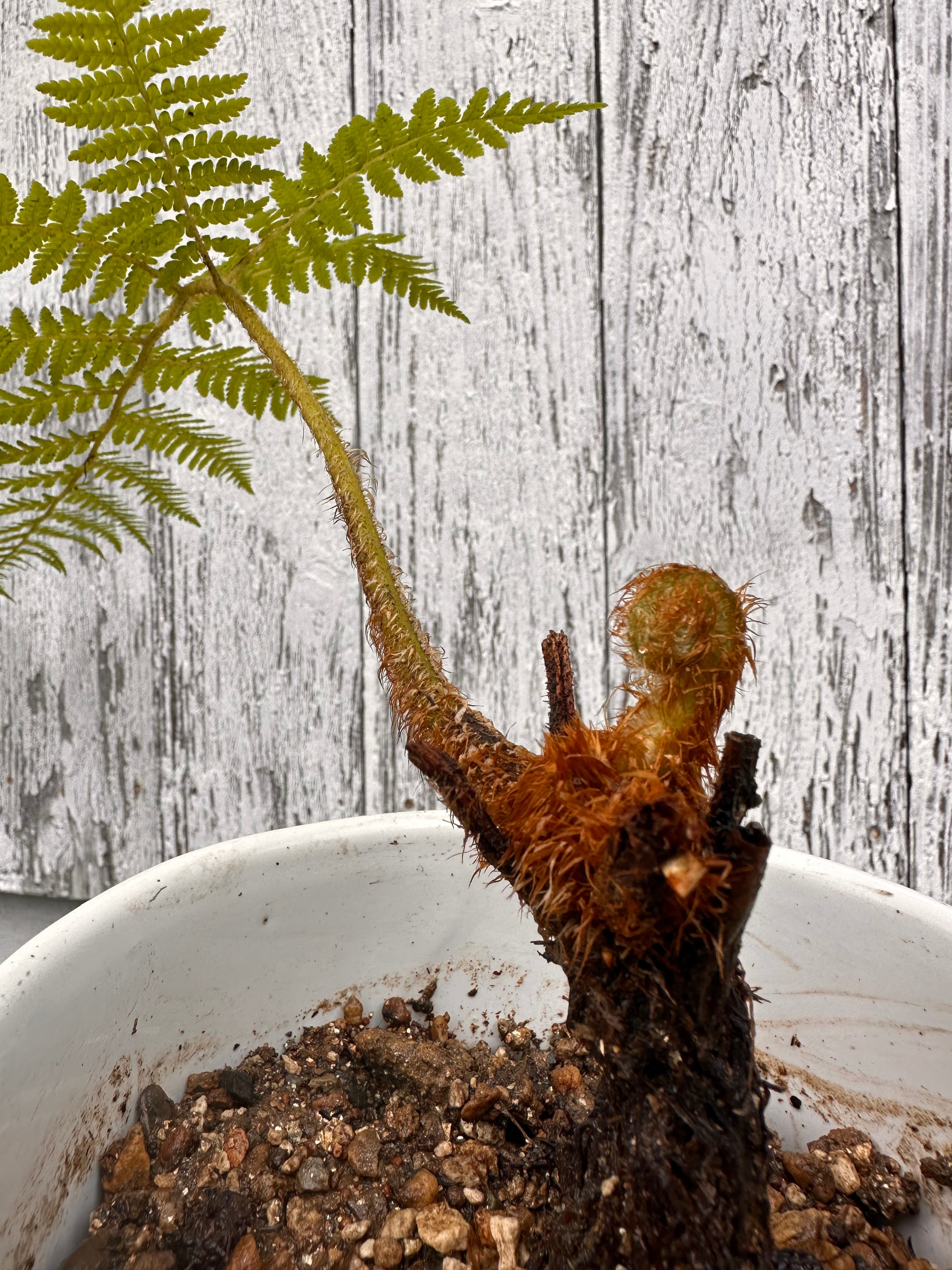 多肉植物 アエオニウム 孔雀白錦 美苗 #孔3 | Pay ID